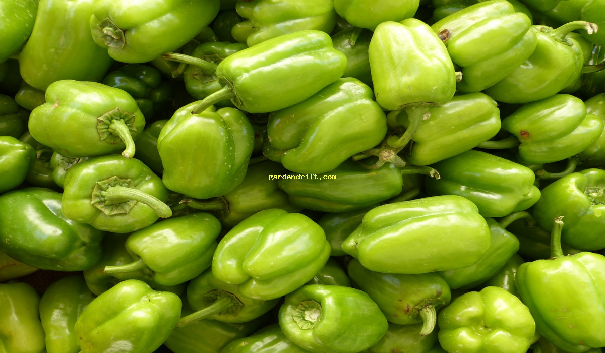5 Tips for Growing Delicious Green Peppers at Home