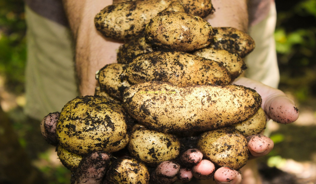 Maximize Your Potato Harvest: 5 Tips for Successful Companion Planting