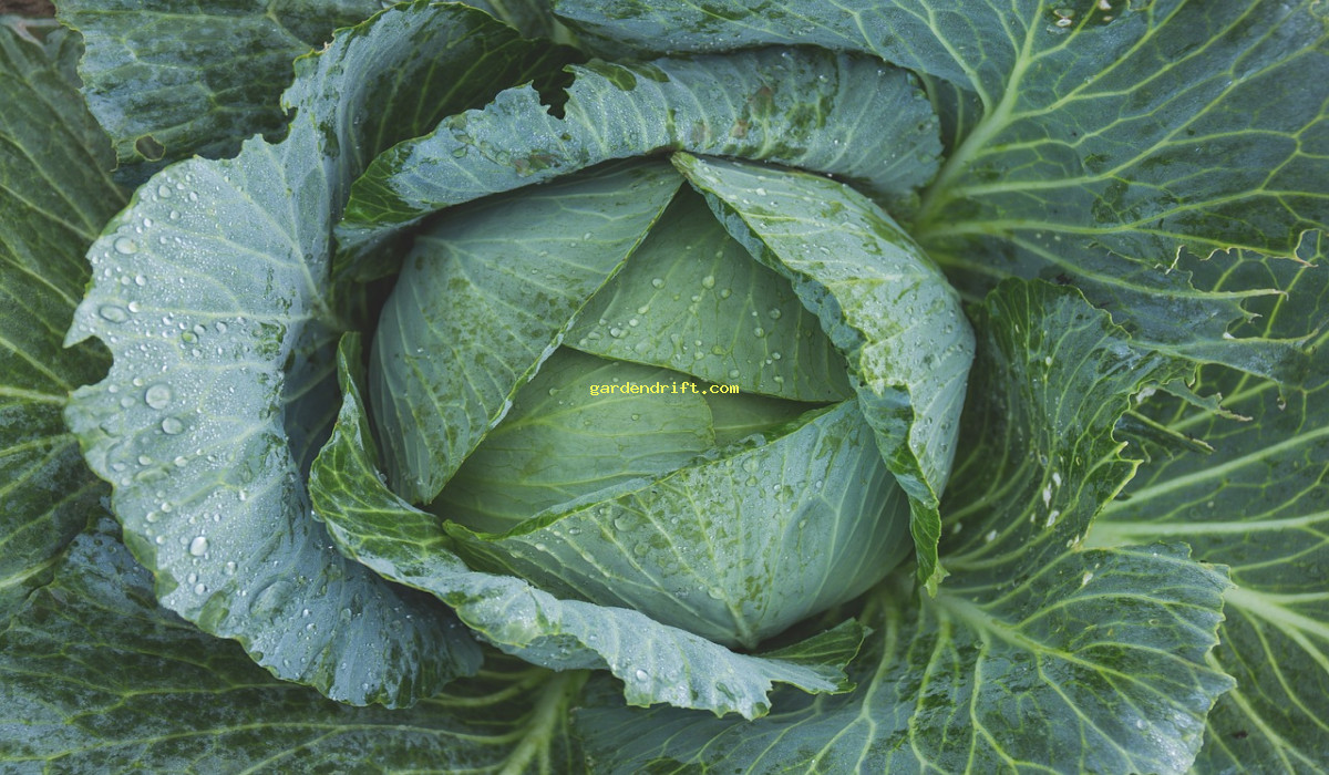 10 Tips for Growing Winter Cabbage: Easy Guide for Home Gardeners