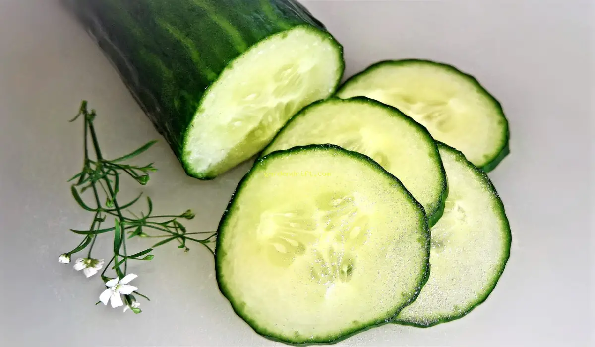Easy Tips for Growing Cucumbers in a Pot: A Beginner's Guide for Successful Harvesting