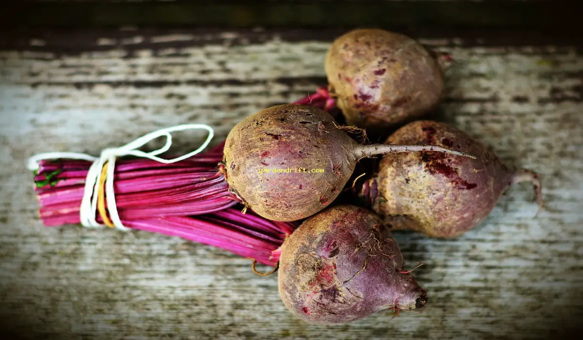 5 Forbidden Plants When Growing Beets: A Comprehensive Guide