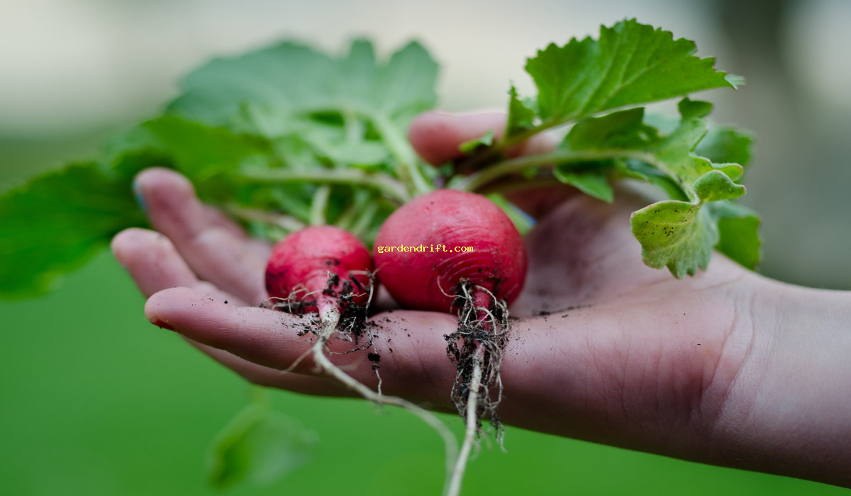 10 Perfect Plants to Pair with Radishes for an Abundant Garden