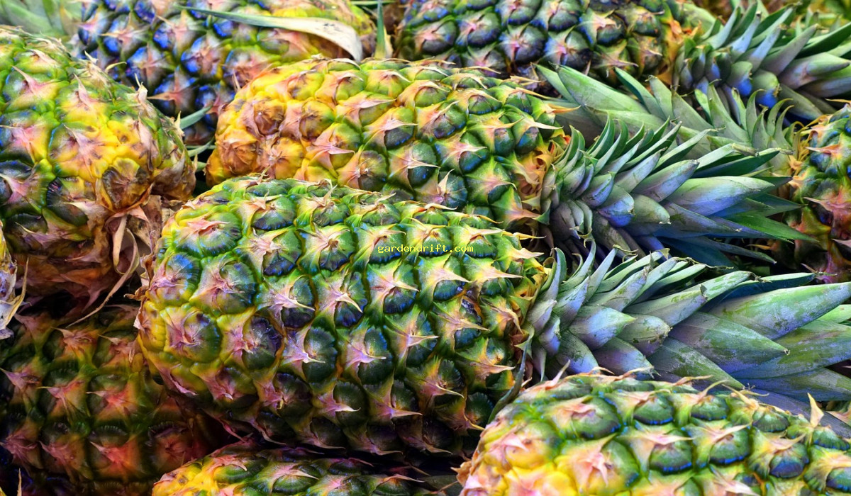 5 Reasons Why Your Pineapple Is Turning Yellow - Natural Tips to Fix It