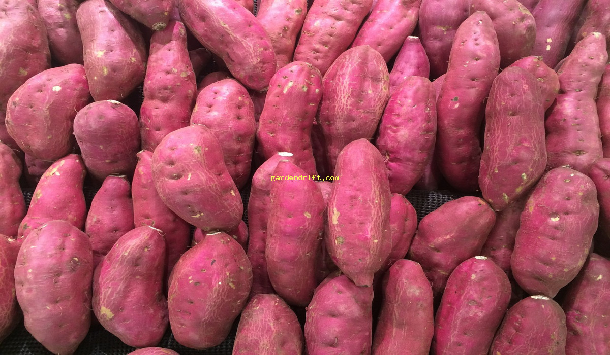 How to Plant Sweet Potatoes: Easy and Efficient Tips for Growing Delicious Tubers
