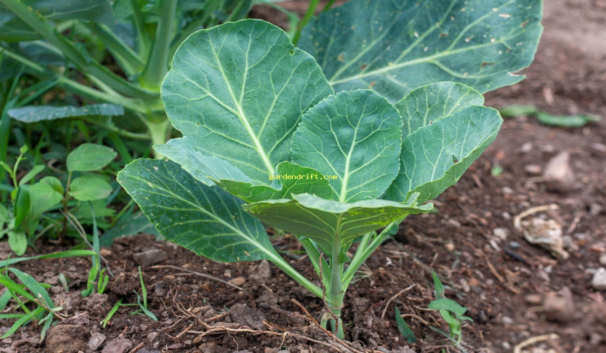 Easy Guide to Growing Collard Greens in Containers: Expert Tips for Container Gardening Success