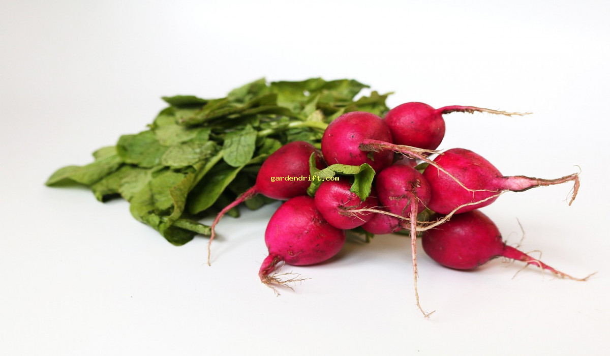 Discover the Top 5 Benefits of Growing Your Own Radish Plants