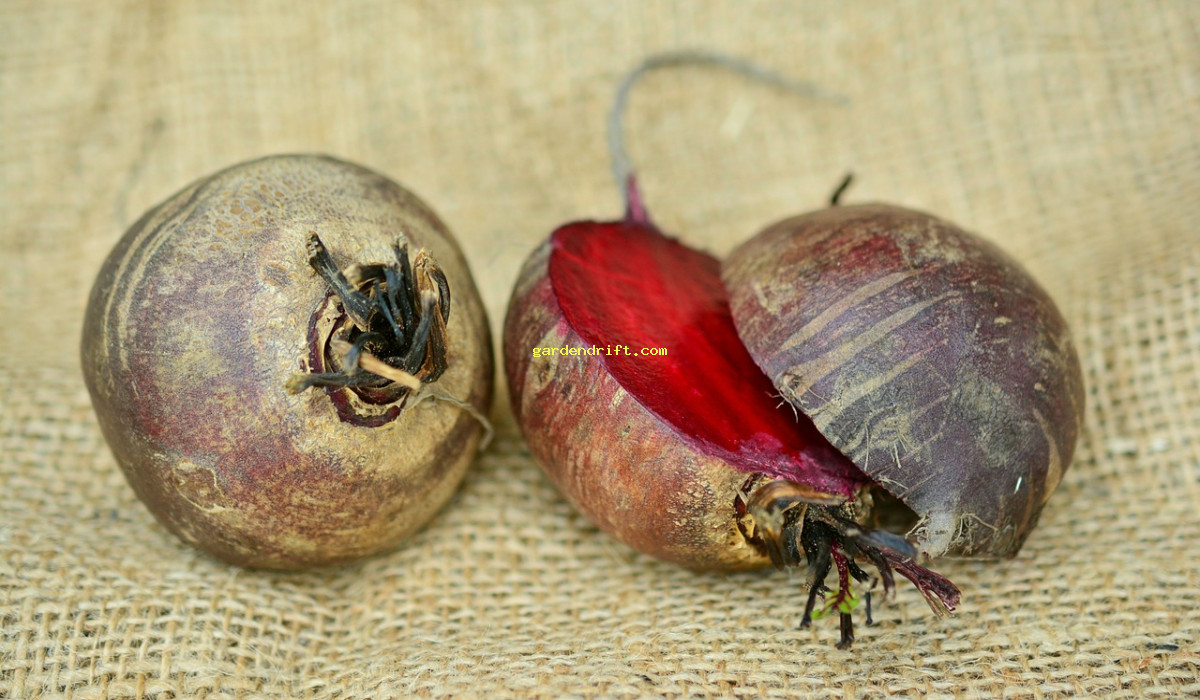 Top 5 Plants to Avoid Planting with Beets for a Successful Garden