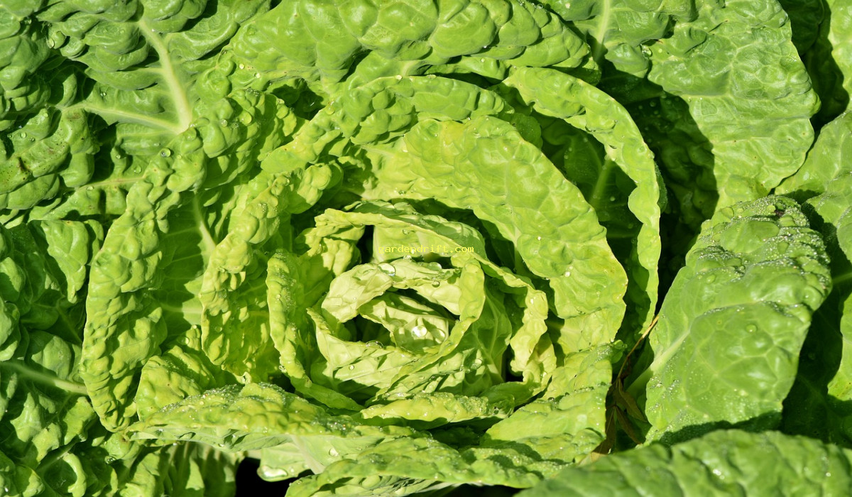 10 Tips for Successfully Growing Cabbage in the Summer Heat