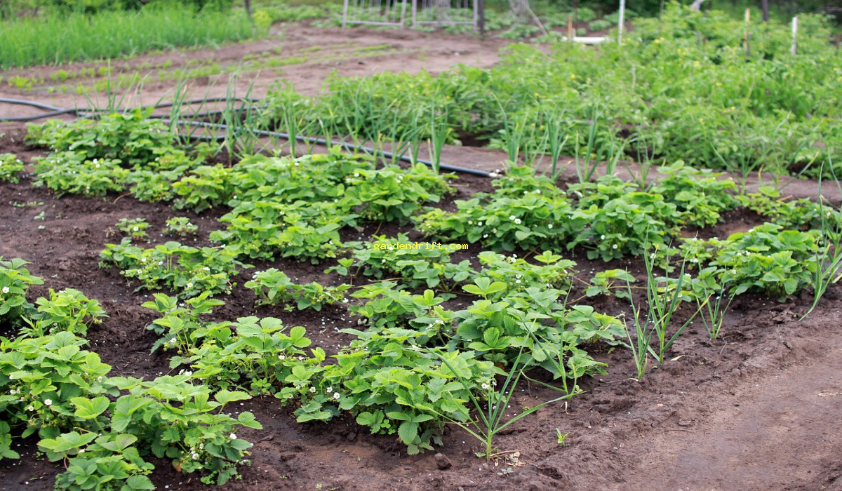 Top 10 Easy-to-Grow Summer Vegetables for a Bountiful Harvest