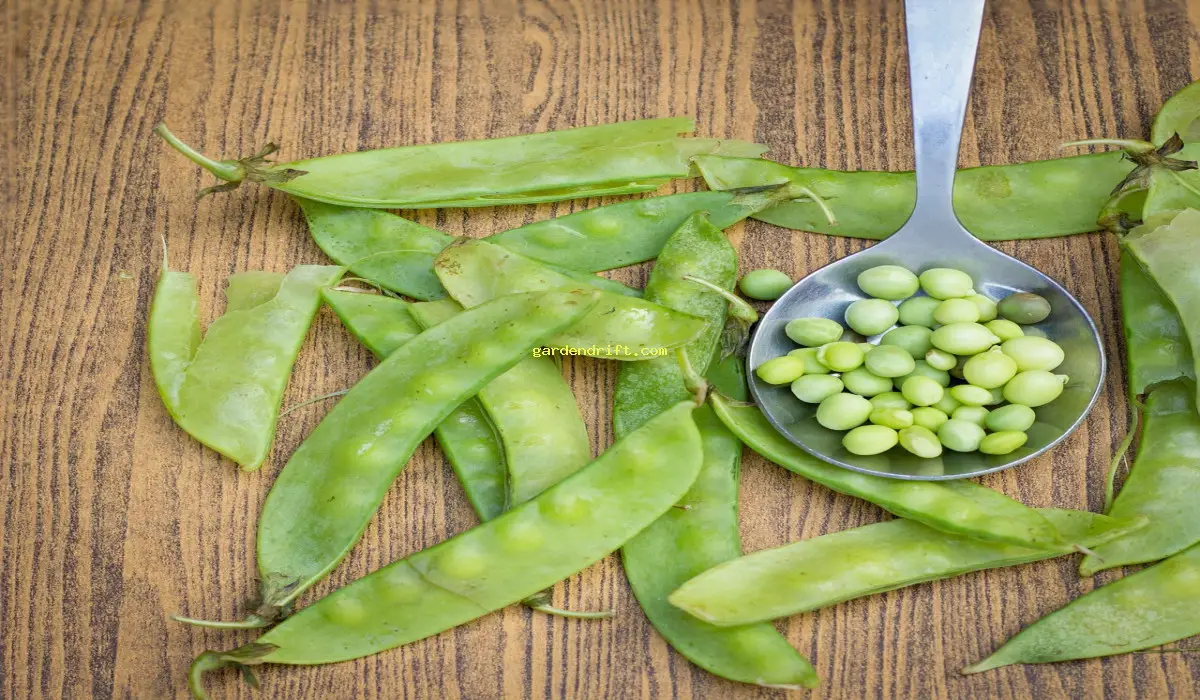 Discover the Delicious Benefits of Growing Snow Peas | 6 Expert Tips and Tricks