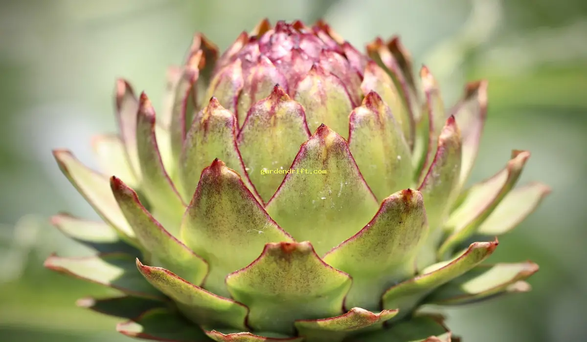 Discover the Secret to Successful Artichoke Growing in 10 Easy Steps