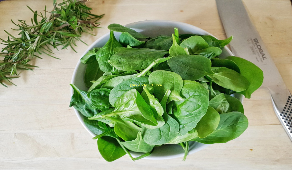 5 Steps for Successfully Planting Spinach Seeds