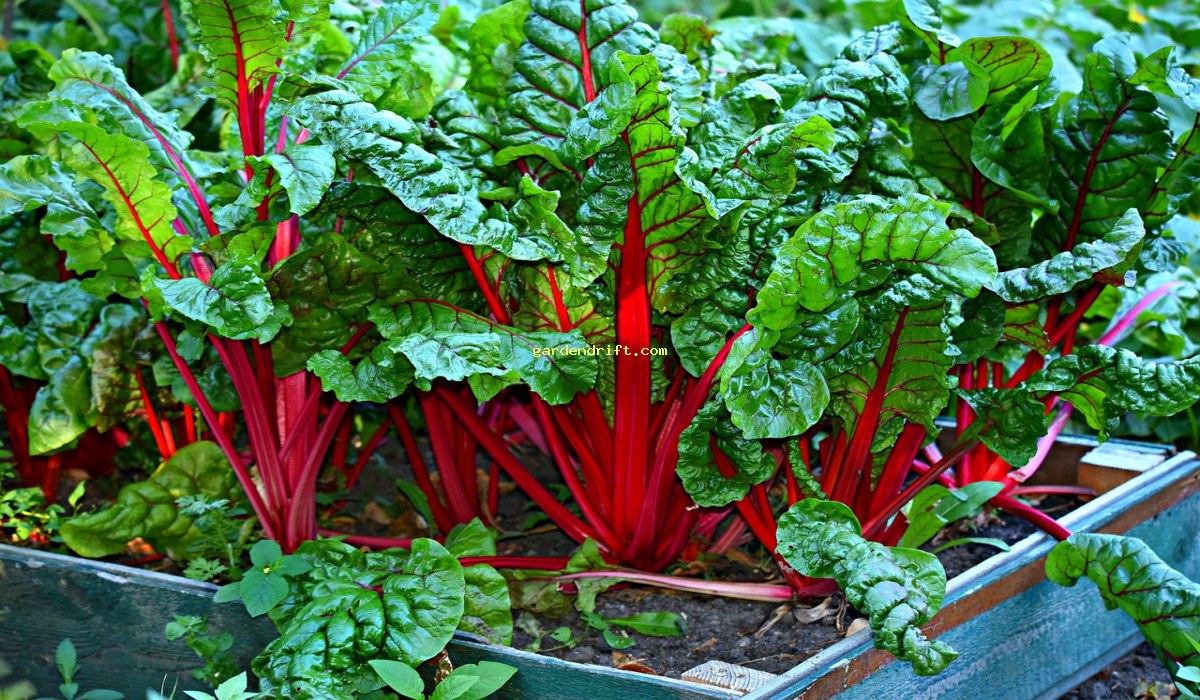 Grow Delicious Swiss Chard in Containers: A Beginner's Guide