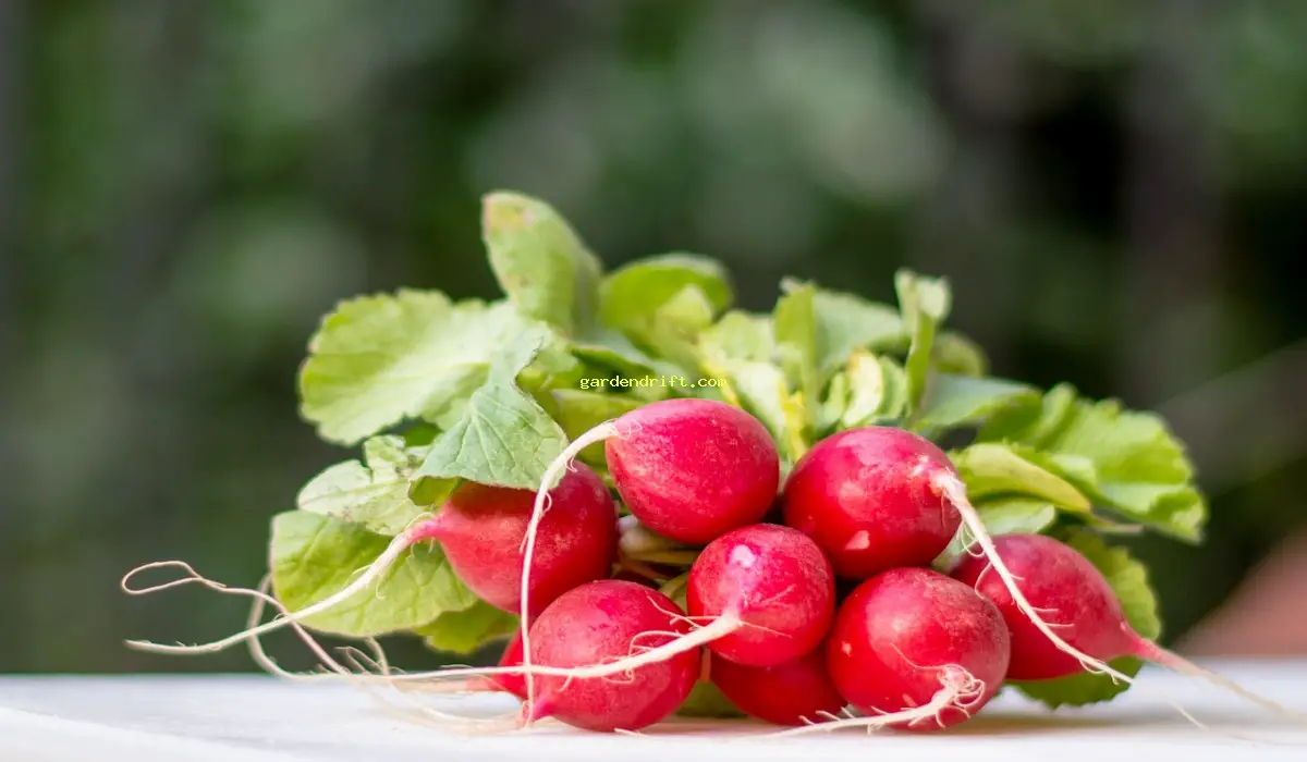 Maximizing Your Radish Harvest: 10 Companion Planting Tips
