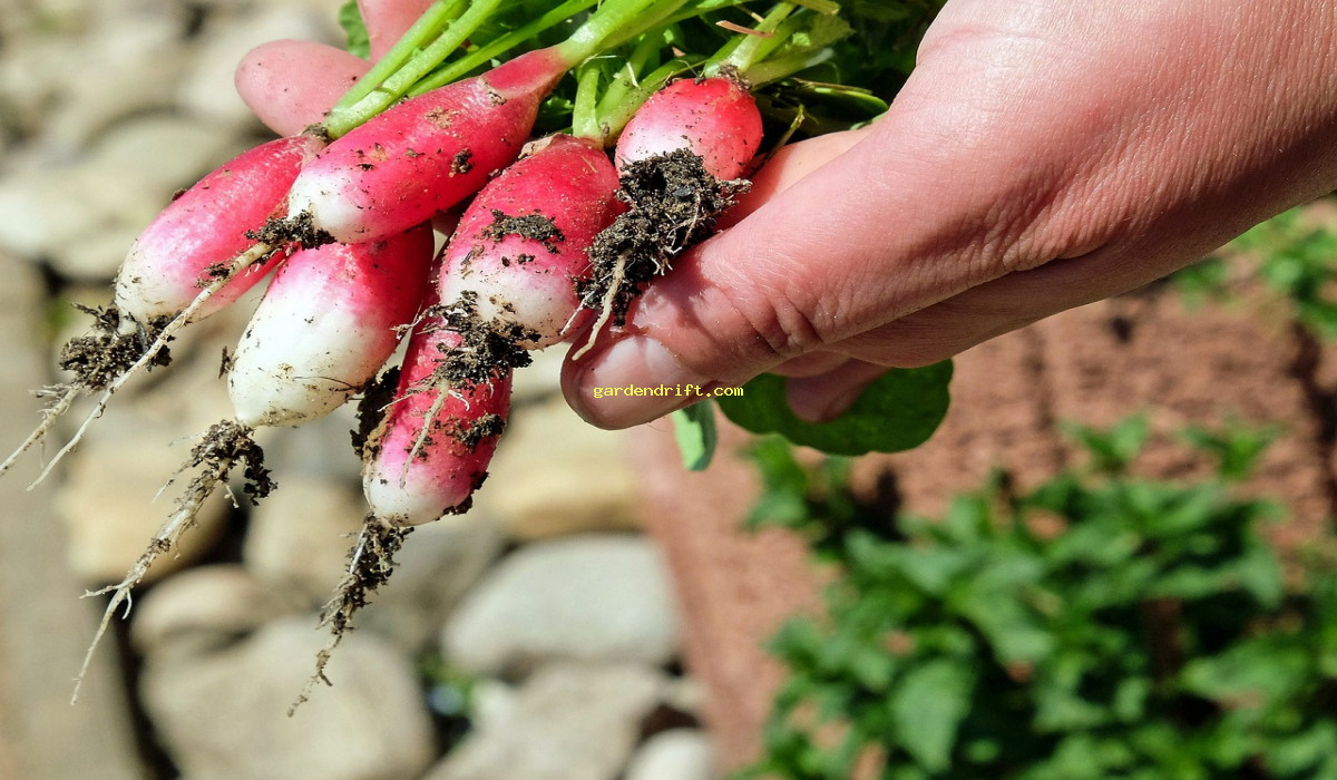 10 Simple Garden Vegetables to Grow for a Bountiful Harvest
