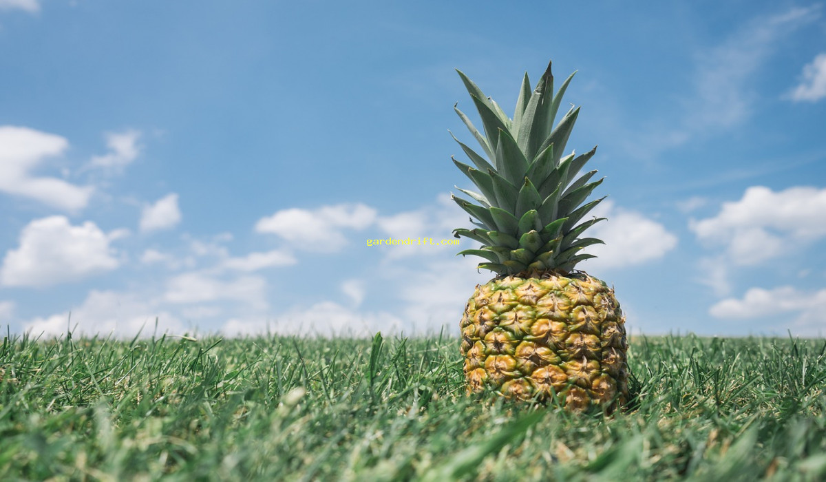 Discover the Growing Trend of Pineapple Trees & Bushes: What to Expect in 2024!