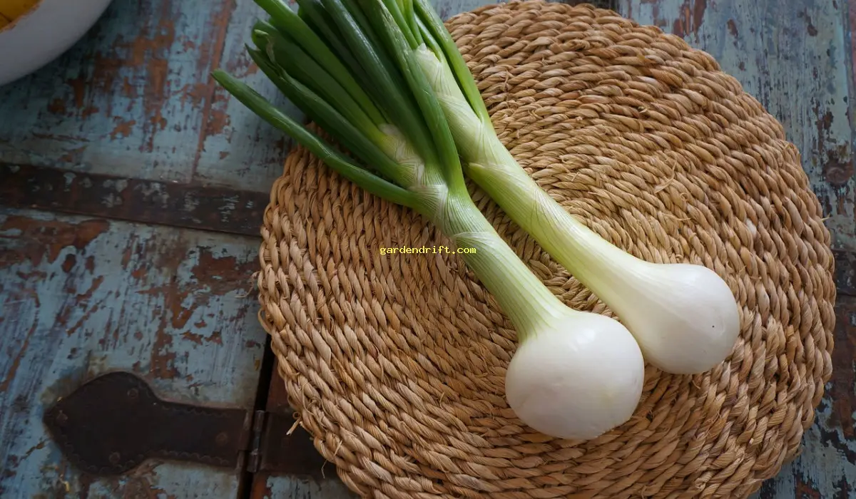 5 Simple Steps for Growing Spring Onions | Expert Tips for a Bountiful Harvest!