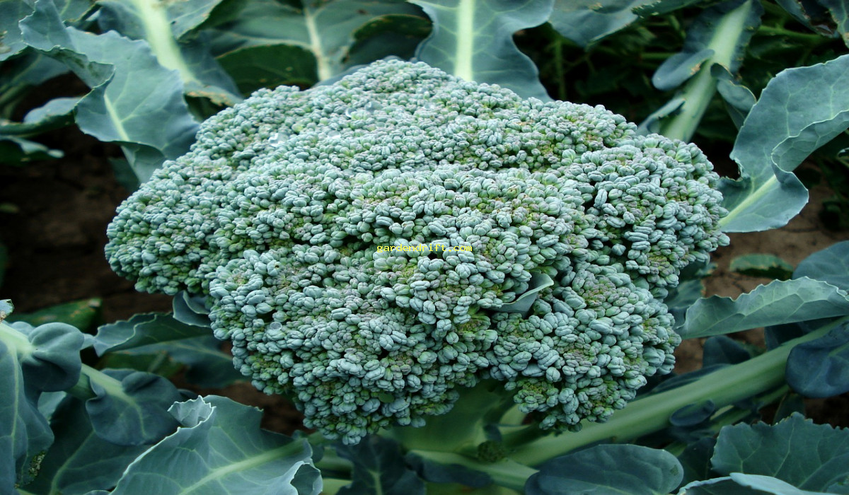 Grow Your Own Broccoli Garden in 5 Easy Steps | SEO Tips Included!