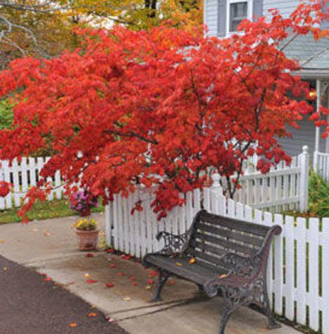 5 Tips for Caring for Your Japanese Maple Tree Seedling