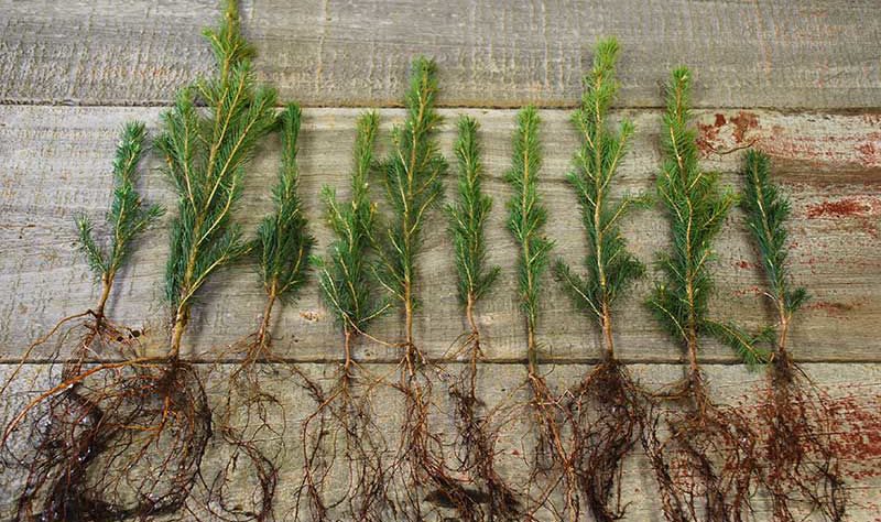 5 Easy Tips for Healthy Pine Tree Seedling Care