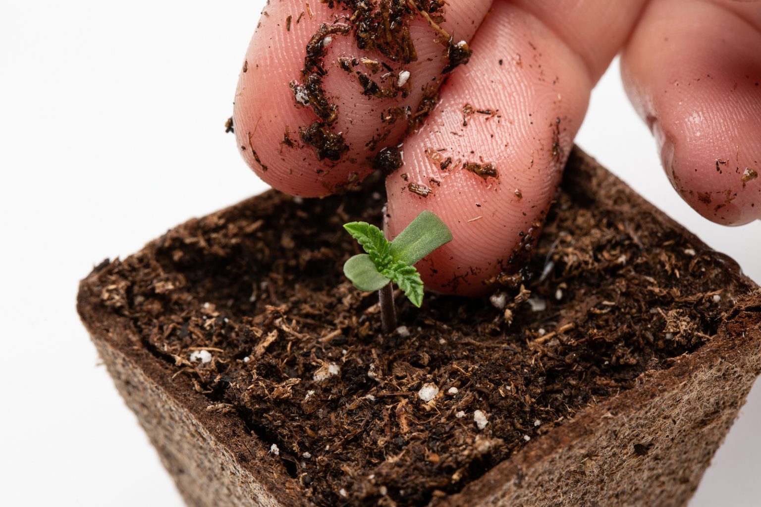 5 Easy Tips for Healthy Seedling Care