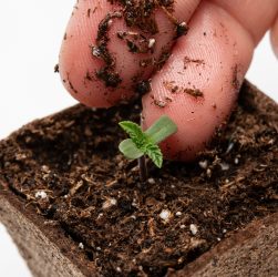 5 Easy Tips for Healthy Seedling Care