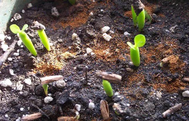 5 Easy Tips for Adenium Seedling Care Success