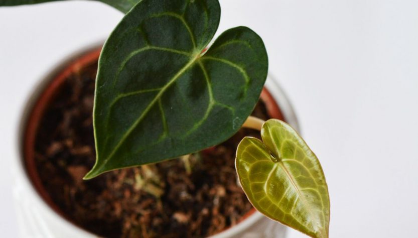 5 Easy Tips for Healthy Anthurium Seedling Care