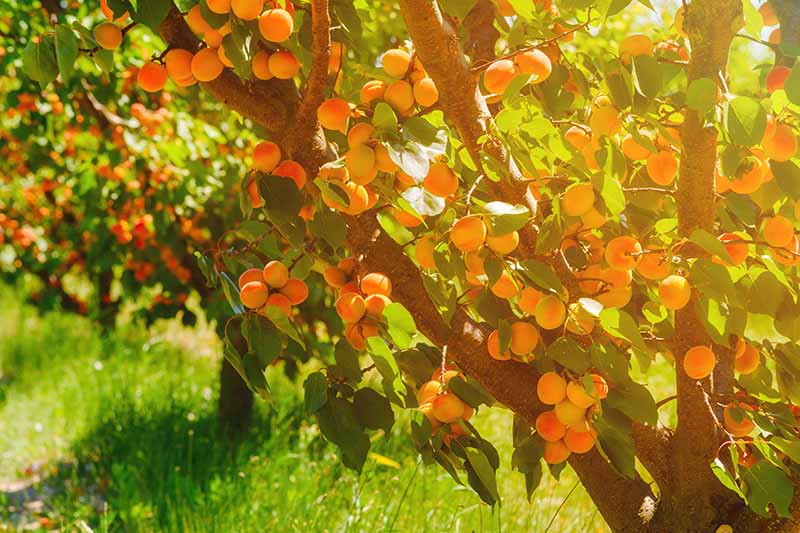 5 Easy Steps to Care for Your Apricot Seedlings