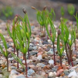 5 Essential Tips for Caring for Pine Seedlings