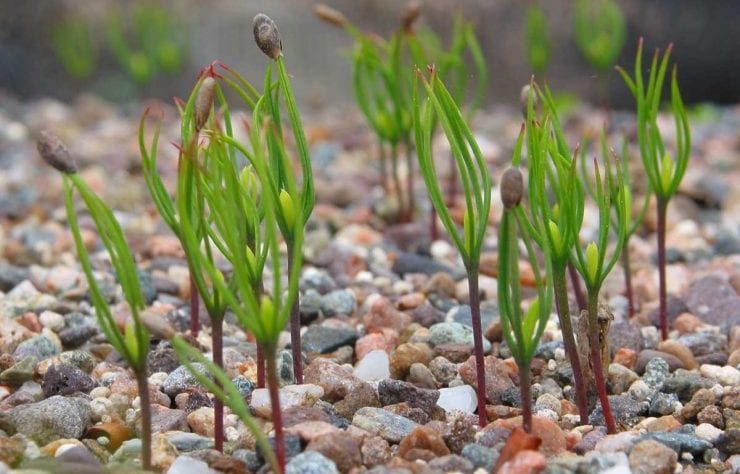 5 Essential Tips for Caring for Pine Seedlings