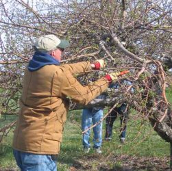 5 Easy Tips for Caring for Your Fruit Tree Seedlings
