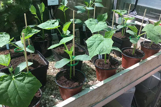 5 Easy Tips for Cucumber Seedling Care