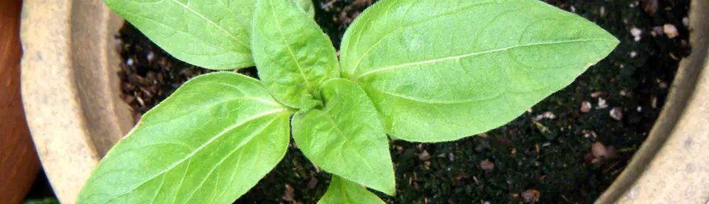 5 Easy Tips for Sunflower Seedling Care