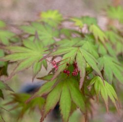 5 Easy Steps for Caring for Red Maple Seedlings