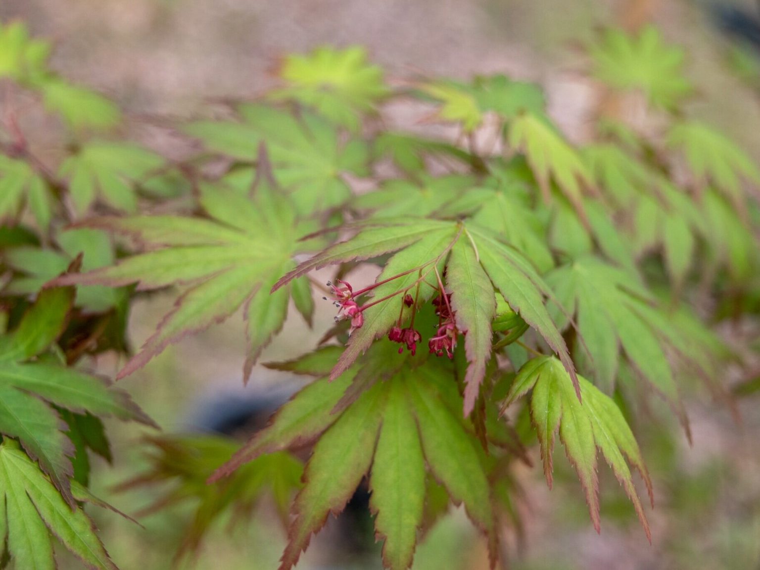 5 Tips for Healthy Maple Seedling Growth