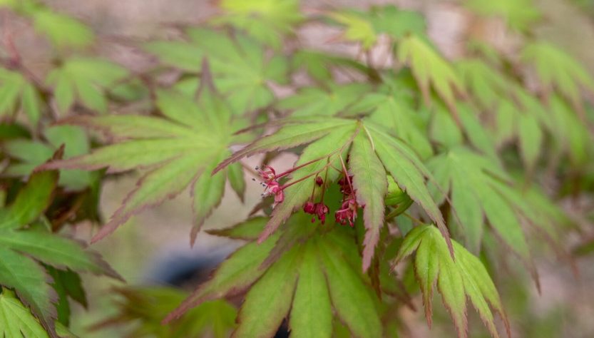 5 Tips for Healthy Maple Seedling Growth