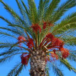 How to Care for Your Date Palm Seedling in 5 Easy Steps