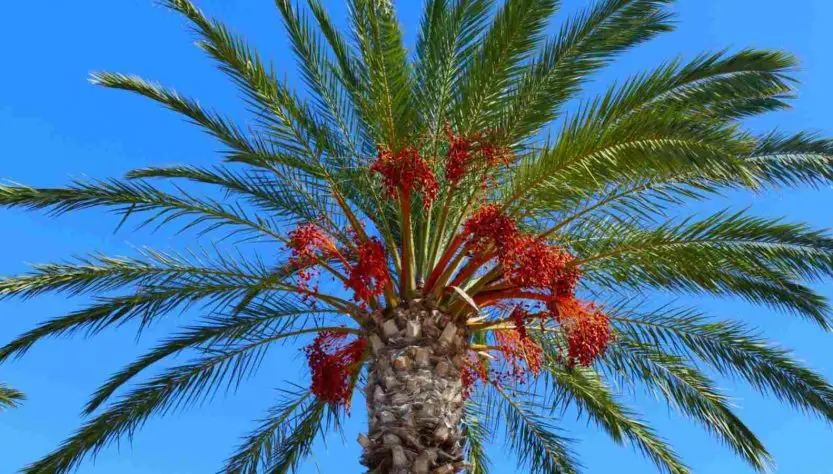 How to Care for Your Date Palm Seedling in 5 Easy Steps