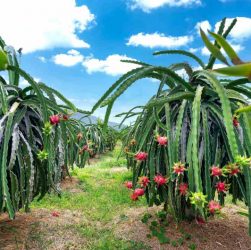 5 Essential Tips for Caring for Dragon Fruit Seedlings