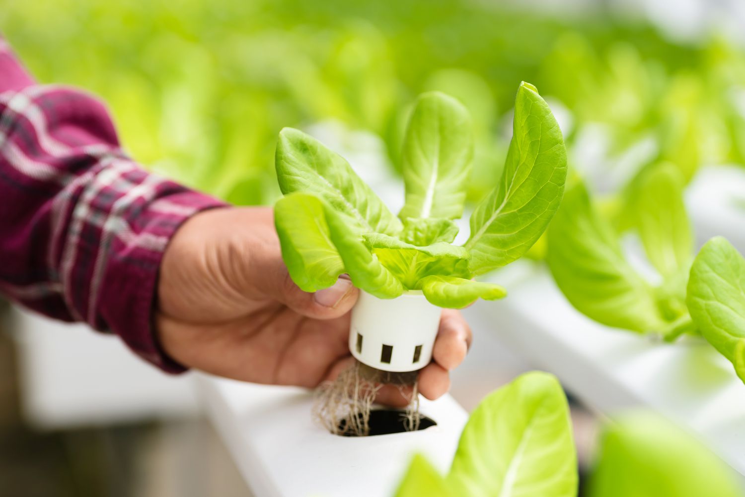 How to Create a Thriving Hydroponic Garden at Home: A Beginner's Guide
