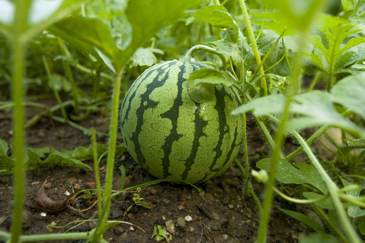 6 Essential Tips for Watermelon Seedling Care