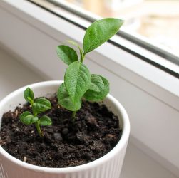 5 Easy Tips to Care for Your Lemon Seedlings Like a Pro