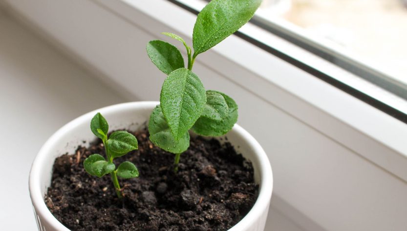 5 Easy Tips to Care for Your Lemon Seedlings Like a Pro