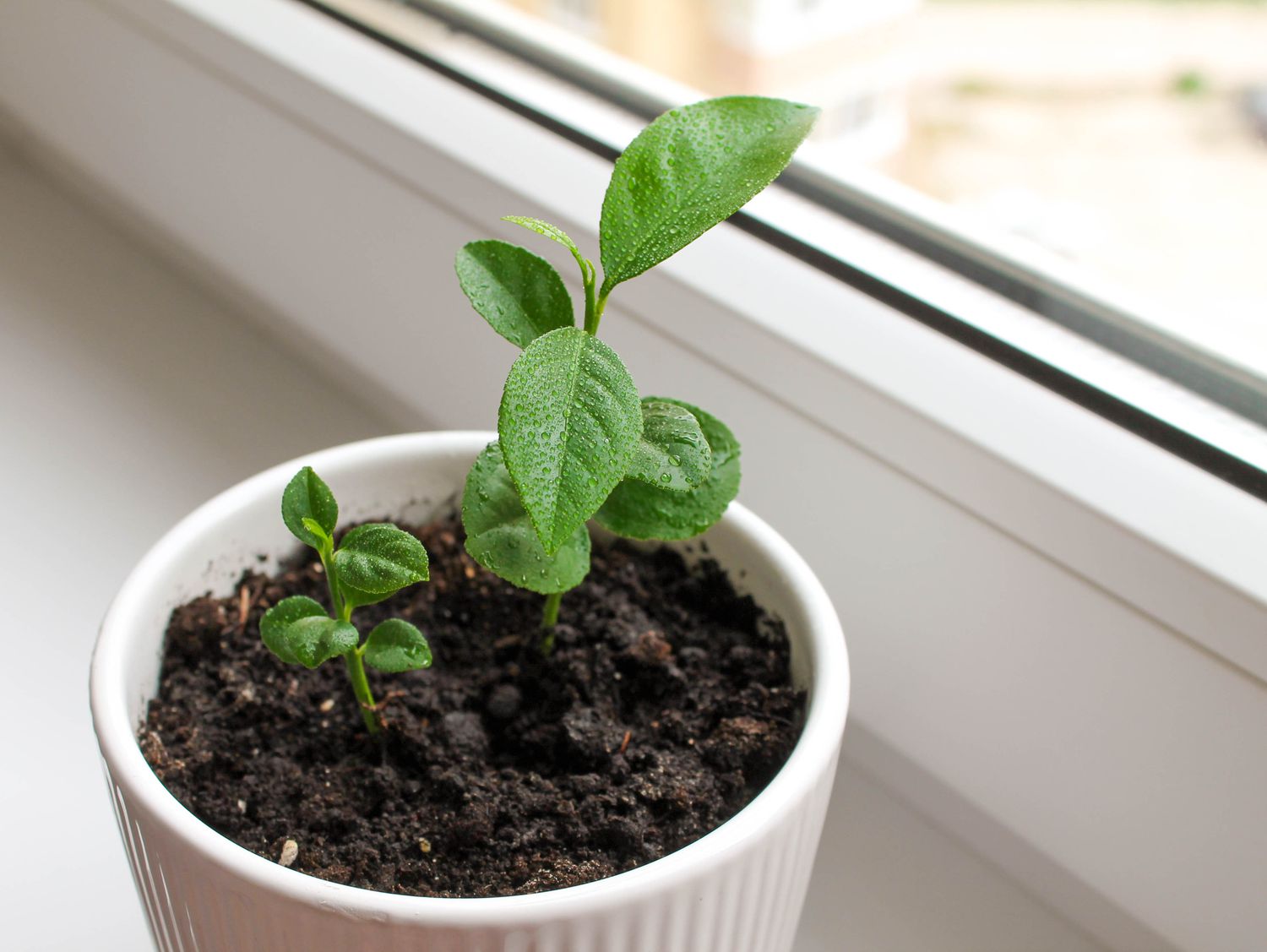5 Easy Tips for Lemon Tree Seedling Care