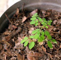 How to Care for Your Moringa Seedling: 5 Essential Tips