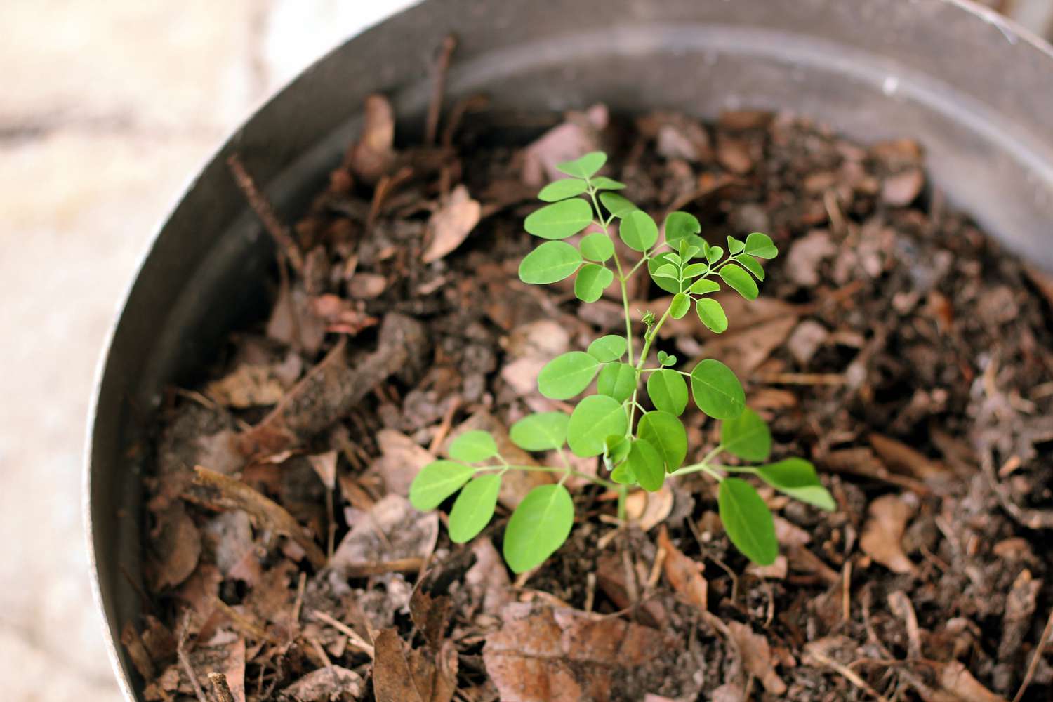 How to Care for Your Moringa Seedling: 5 Essential Tips