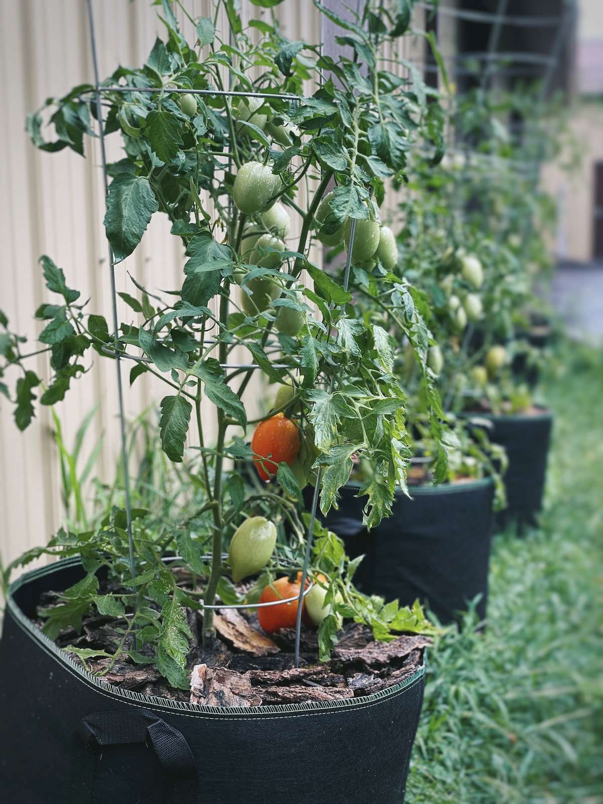 6 Simple Tips for Caring for Your Tomato Seedlings