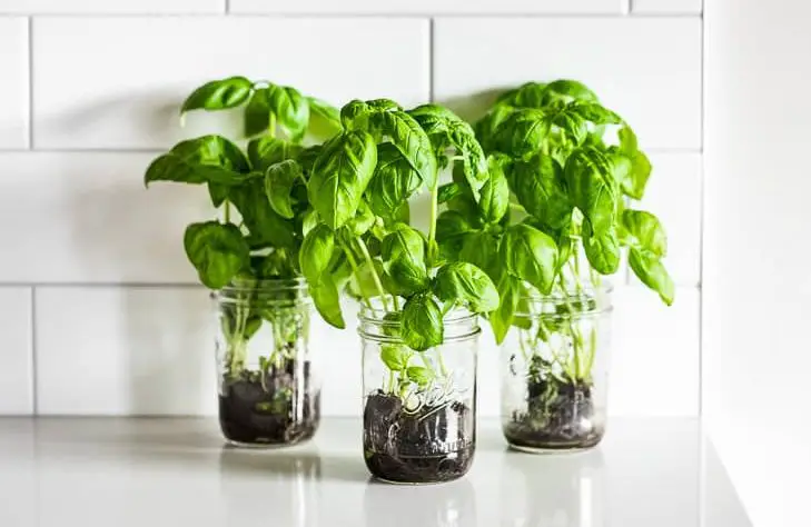 5 Easy Tips to Keep Seedlings Thriving