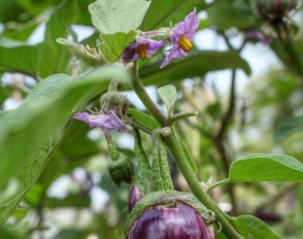 5 Easy Tips for Healthy Eggplant Seedling Care